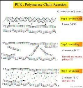 PCR扩增图解